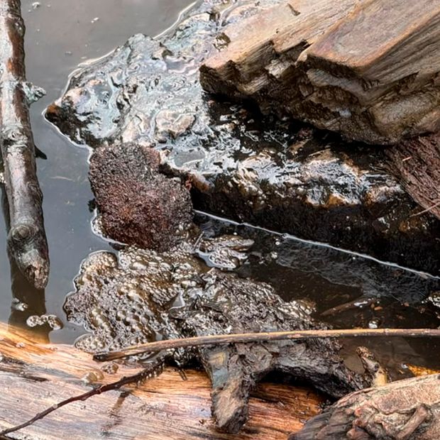Reportan Presunto Nuevo Derrame de Hidrocarburo en el Río Pánuco, en Ciudad Madero